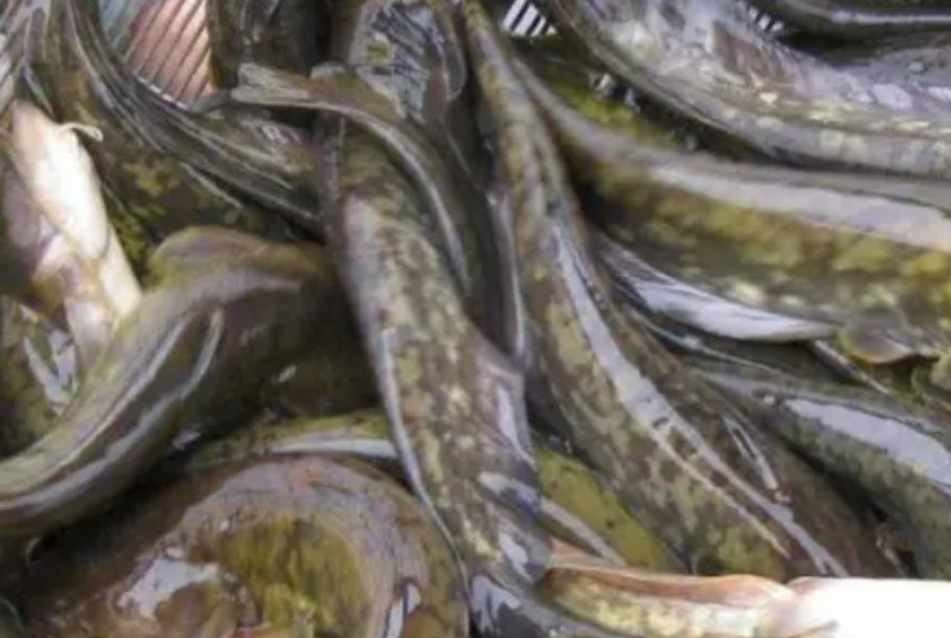 Loài cá bị hiểu lầm nhất Trung Quốc, chứa cả ‘kho báu’ nhưng lại bị coi thường