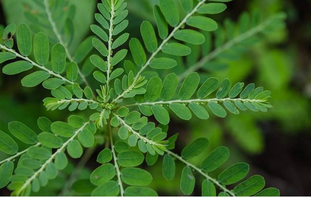 Loại cây mọc hoang - "khắc tinh" của sỏi thận, tiểu đường: Việt Nam có rất nhiều