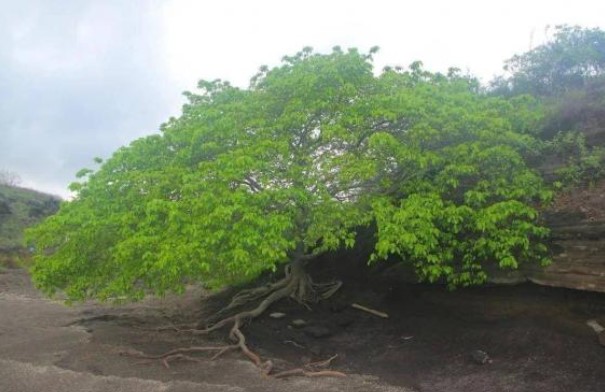 Lo&#xE0;i c&#xE2;y &#x111;&#x1ED9;c nh&#x1EA5;t tr&#xEA;n th&#x1EBF; gi&#x1EDB;i c&#xF3; th&#x1EC3; b&#x1ECB; nhi&#x1EC5;m &#x111;&#x1ED9;c khi tr&#x1ED1;n d&#x1B0;&#x1EDB;i g&#x1ED1;c c&#xE2;y v&#xE0;o ng&#xE0;y m&#x1B0;a, nh&#x1B0;ng v&#x1ECF; c&#xE2;y c&#xF3; th&#x1EC3; &#x111;&#x1B0;&#x1EE3;c s&#x1EED; d&#x1EE5;ng l&#xE0;m k&#x1EB9;o cao su