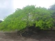 Loài cây độc nhất trên thế giới có thể bị nhiễm độc khi trốn dưới gốc cây vào ngày mưa, nhưng vỏ cây có thể được sử dụng làm kẹo cao su