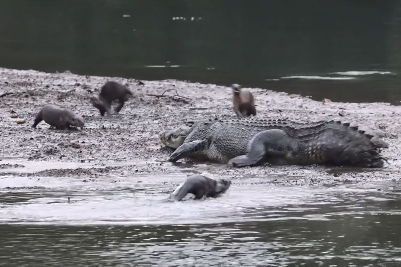 Clip: Đàn rái cá ngang tàng, cả gan trêu đùa loài bò sát lớn nhất trên thế giới