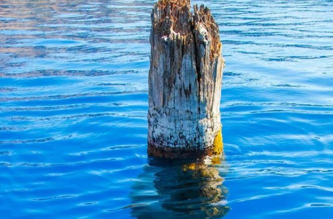 Tại sao gỗ có thể tồn tại dưới lòng đất, ngâm trong nước hàng nghìn năm mà không bị nát, hỏng