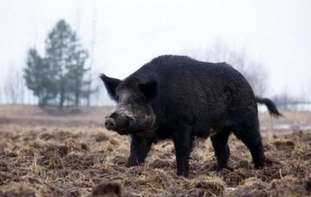 Tại sao lợn không sợ nọc rắn? Người ta thường nói 'lợn là kẻ thù không đội trời chung của loài rắn', điều này có đúng không?