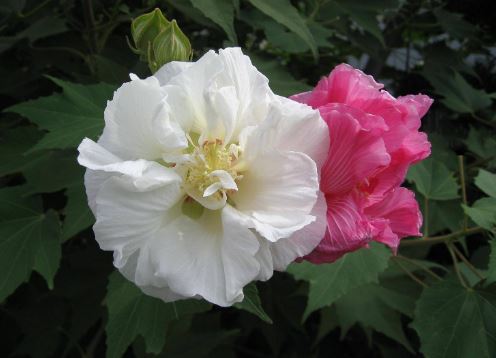 Những loại hoa tuyệt đối không đặt lên ban thờ