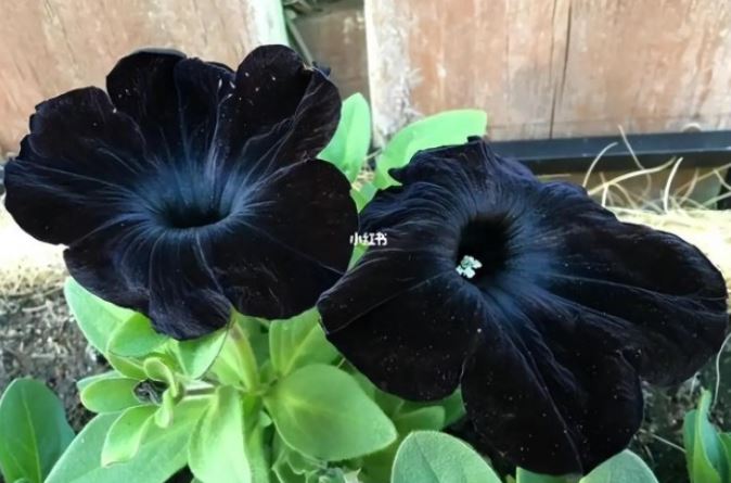 Tại sao hiếm có loại hoa nào có màu đen: Thế giới chỉ có 8 loại!