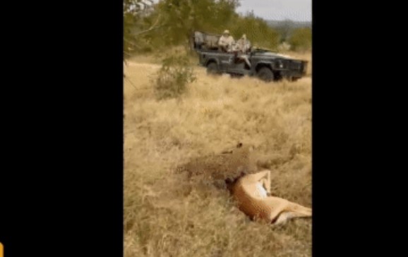 Clip: Chó hoang vô tình 'giải cứu' linh dương khỏi hàm răng báo hoa mai