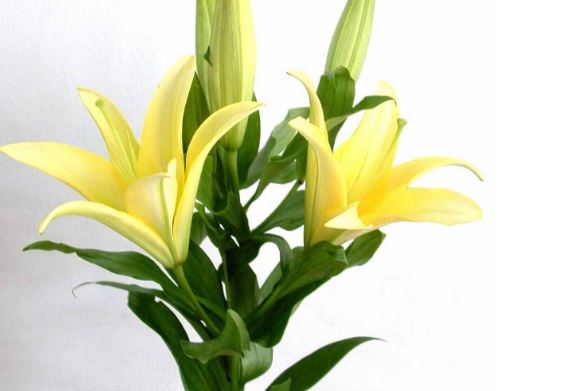 'Bí quyết' phong thủy hóa giải mâu thuẫn mẹ chồng nàng dâu