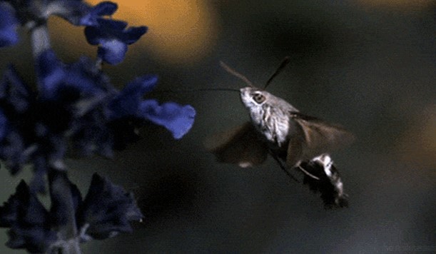 Những kỷ lục nói chẳng ai tin của giới động vật: Số 1 là côn trùng mà khỏe hơn cả voi