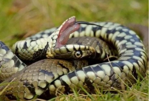 Là loài rắn độc, tại sao rắn hổ mang hognose lại “diễn trò giả chết” khi gặp nguy hiểm và không bao giờ dám tấn công?