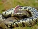 Là loài rắn độc, tại sao rắn hổ mang hognose lại “diễn trò giả chết” khi gặp nguy hiểm và không bao giờ dám tấn công?