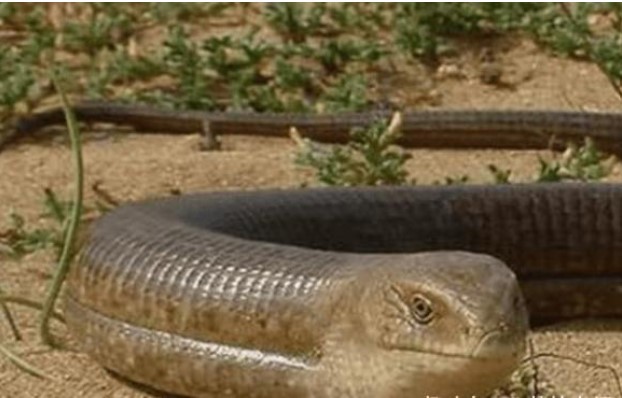 Con vật trông giống 'rắn' nhất, sẽ vỡ tan như thủy tinh khi gặp kẻ thù, sau đó nhân cơ hội chạy trốn