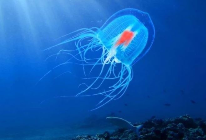 Loài sinh vật duy nhất có khả năng bất tử, cải lão hoàn đồng: Chỉ dài 5mm