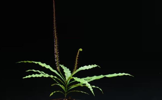 Kì dị loài thực vật hiếm hoi có thể biến thành 'động vật ăn thịt bán thời gian'