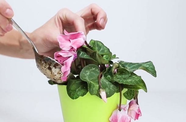 Mẹo cực hay giúp hoa, cây cảnh nhà bạn dù héo cỡ nào cũng tươi tốt lại chỉ sau vài ngày