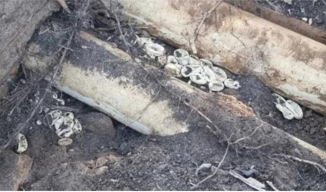 Phát hiện ổ của loài rắn độc thứ 2 thế giới với 110 quả trứng đã nở tại nhà riêng, chuyên gia: 'Có thể suy thận sau khi bị cắn'