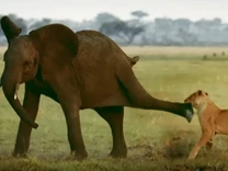 Clip: Bị tấn công bất ngờ, chú voi rừng cho sư tử "hiểu" ai mới là chủ nhân của rừng rậm