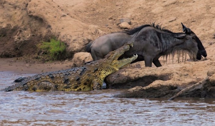 Clip: Cá sấu sông Nile vỡ mộng khi gặp phải một con mồi "không biết sợ"
