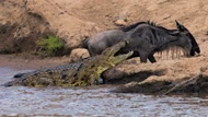 Clip: Cá sấu sông Nile vỡ mộng khi gặp phải một con mồi "không biết sợ"