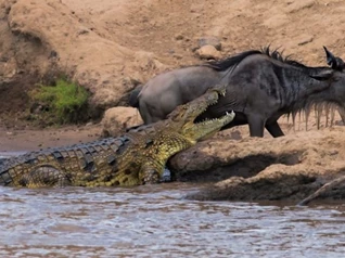 Clip: Cá sấu sông Nile vỡ mộng khi gặp phải một con mồi "không biết sợ"