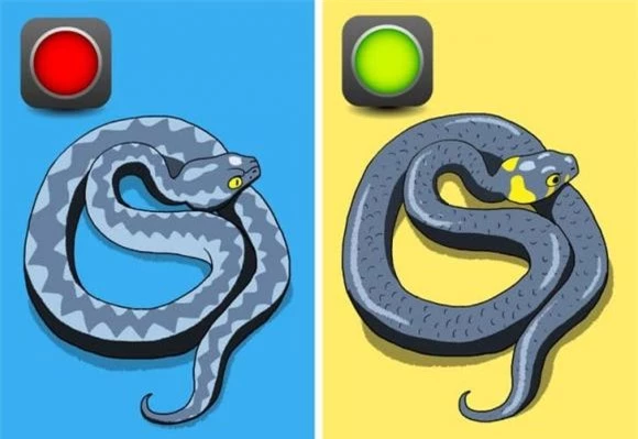 rắn, làm gì khi thấy rắn, kiến thức 