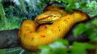 Huyền thoại về loài rắn có nọc độc làm tan thịt người