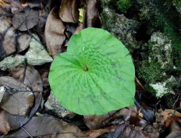 Loài cây rất độc đáo ở Việt Nam: Chỉ có 1 lá trong đời, cực hiếm trên thế giới