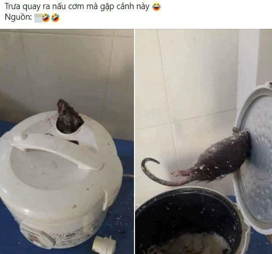 Mở nồi định nấu cơm, cô gái phát hiện cảnh kinh dị, dân mạng than: 'Ôi nghĩ thôi cũng đủ rùng mình, lạnh sống lưng'