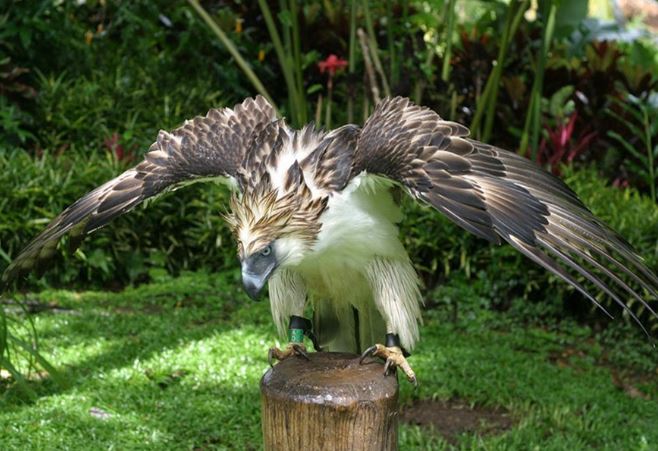 Loài chim săn mồi mạnh mẽ nhất thế giới, là ‘sát thủ’ ăn thịt khỉ, biểu tượng của 1 quốc gia