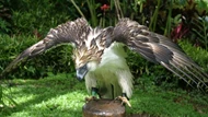 Loài chim săn mồi mạnh mẽ nhất thế giới, là ‘sát thủ’ ăn thịt khỉ, biểu tượng của 1 quốc gia