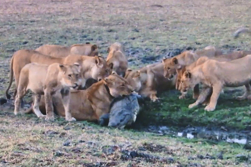 Clip: Đàn sư tử mạo hiểm săn cả cá sấu sông Nile khổng lồ