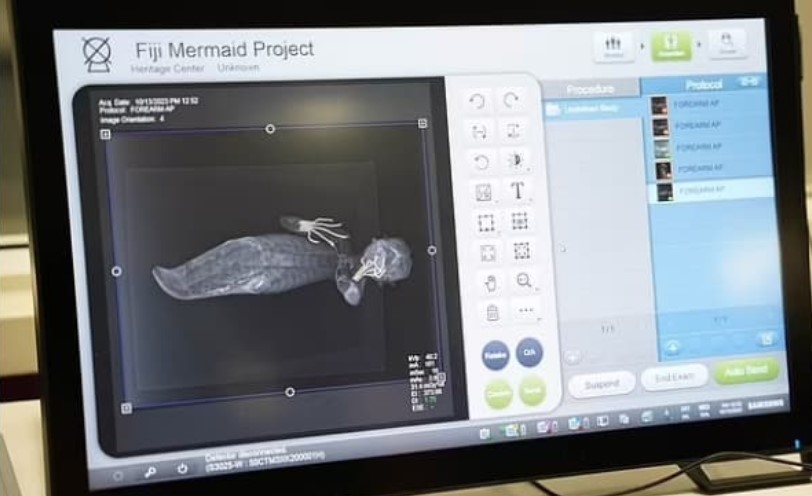 Hé lộ bí ẩn về 'xác ướp nàng tiên cá' - sinh vật kỳ quái được phát hiện ở Nhật Bản