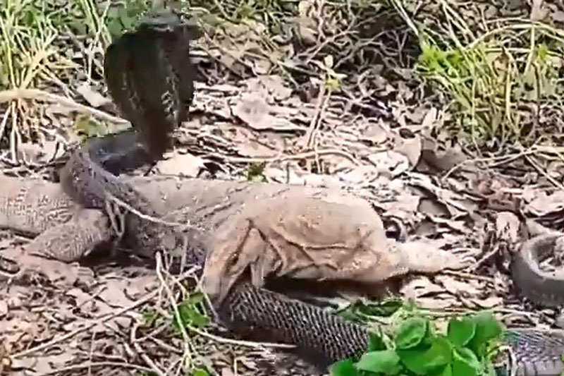 Cuộc chiến của hai loài bò sát nguy hiểm nhất thế giới: Rồng Komodo và rắn hổ mang