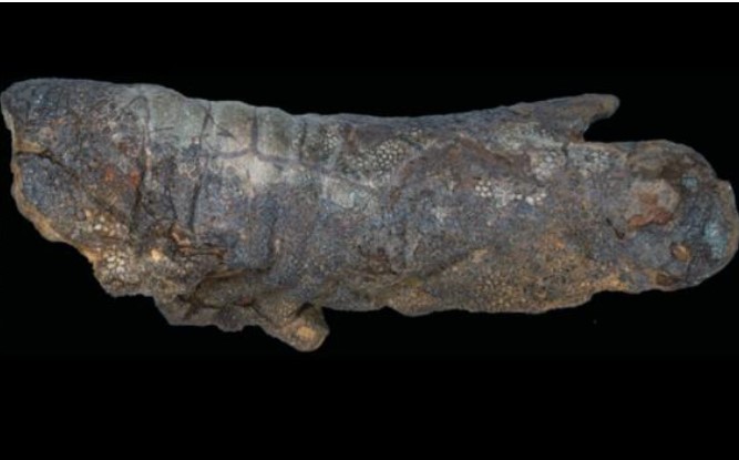 'Xác ướp' khủng long thực sự tồn tại và đây là cách chúng được tạo ra