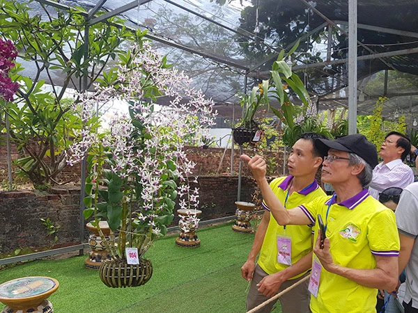 Các hội thi và trưng bày hoa lan tổ chức tại Đà Nẵng luôn thu hút đông đảo các nghệ nhân, người dân và du khách trên cả nước.