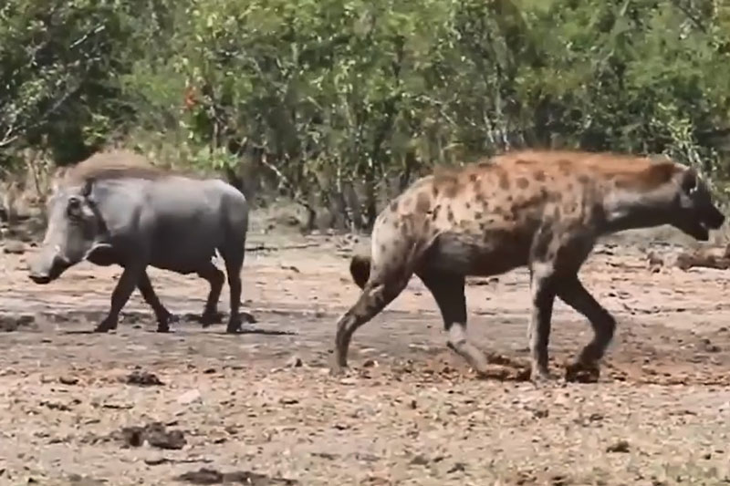 Clip: Lợn rừng 'lật kèo', truy đuổi linh cẩu