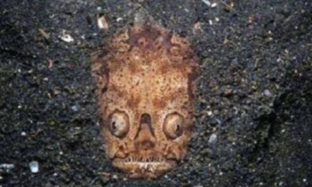 Cặp vợ chồng kinh hãi nhìn thấy khuôn mặt kinh dị trên bãi biển sau khi thủy triều rút