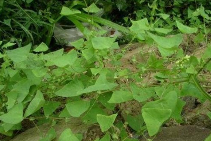 Một lão nông đã bắt rắn 40 năm chia sẻ kinh nghiệm: Rắn độc cũng sợ loại cây này, khi trồng trong sân có thể ăn được và xua đuổi rắn