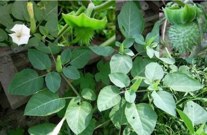 Loài cây nguy hiểm nhất thế giới mọc hoang nhiều ở Việt Nam, cẩn trọng tránh xa kẻo nguy hiểm tới tính mạng