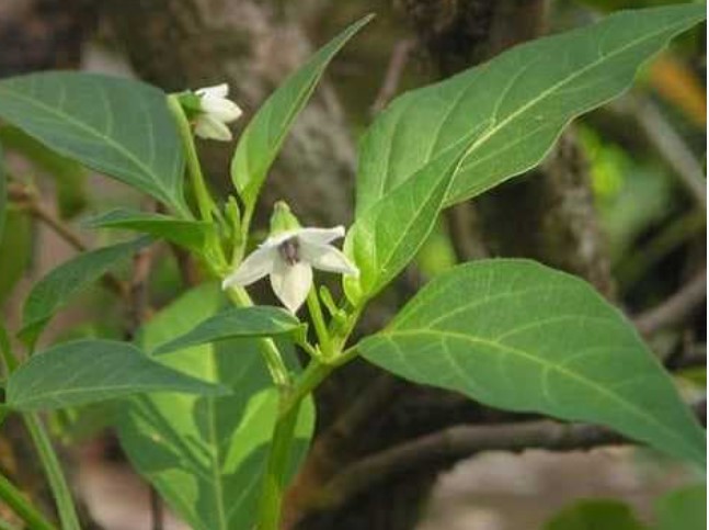 Có một loại cây mọc đầy vườn, thường chỉ hái quả mà không dùng lá, nhưng lá của nó lại chứa canxi gấp 2 lần sữa, cực bổ