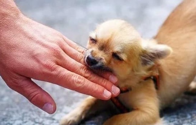 Th&#x1EDD;i c&#x1ED5; &#x111;&#x1EA1;i ch&#x1B0;a c&#xF3; v&#x1EAF;c xin, n&#x1EBF;u b&#x1ECB; ch&#xF3; c&#x1EAF;n th&#xEC; ph&#x1EA3;i l&#xE0;m sao?