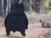 Clip: Hổ khiếp vía trước sự hung dữ của gấu