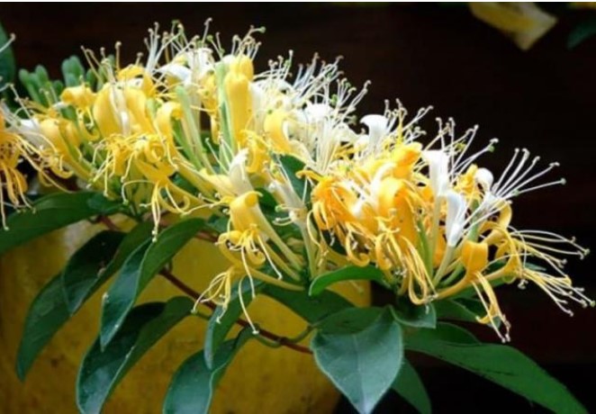 Loại cây hoa mọc chùm rực rỡ được ví như 'vàng mười”, giá lên tới gần 1 triệu đồng/kg, dùng uống nước sẽ giúp gan sạch, ngủ ngon hơn