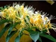 Loại cây hoa mọc chùm rực rỡ được ví như 'vàng mười”, giá lên tới gần 1 triệu đồng/kg, dùng uống nước sẽ giúp gan sạch, ngủ ngon hơn