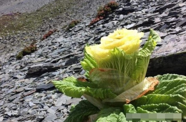 Một loại cây được phát hiện ở dãy Himalaya chỉ nở hoa một lần trong đời, sau khi nở hoa trông giống như bắp cải