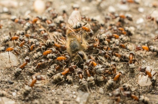 Tại sao vẽ một vòng tròn lại nhốt được kiến? Lý do là vì điểm yếu chí mạng này!