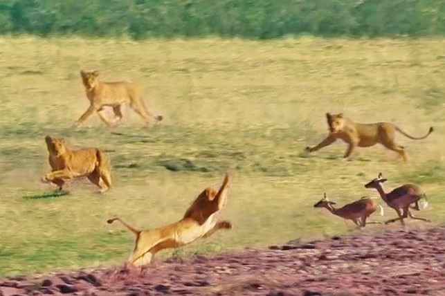 Clip: Nỗ lực nhảy qua đầu 7 con sư tử của linh dương impala