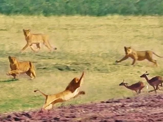 Clip: Nỗ lực nhảy qua đầu 7 con sư tử của linh dương impala