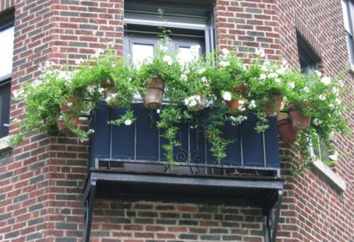 Trồng cây phong thủy trên ban công để hút tài lộc và may mắn