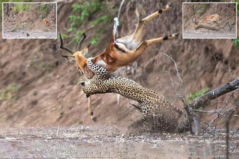 Báo hoa mai phi người hạ gục con mồi ở độ cao gần 2 m cực kỳ đẳng cấp