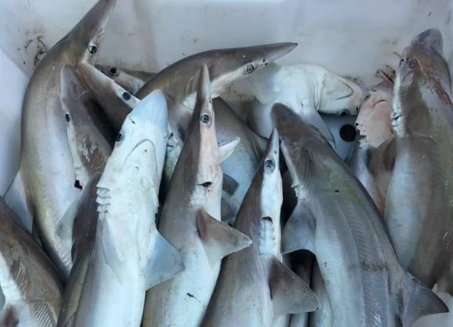 Loại cá tanh nghéo lại thành đặc sản